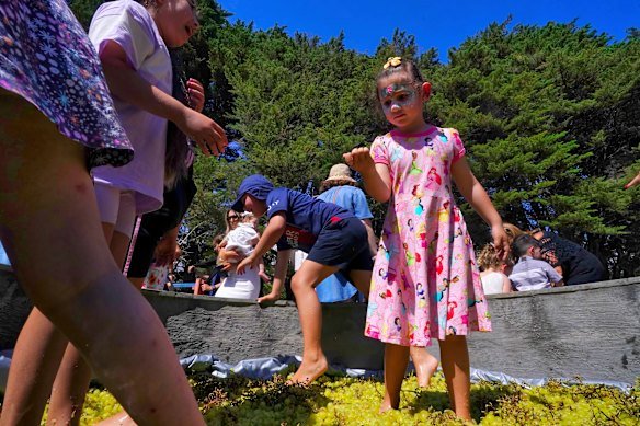 Squishy task: Sumaya Pirpiris, 5, at the Stomping of the Grapes festival.