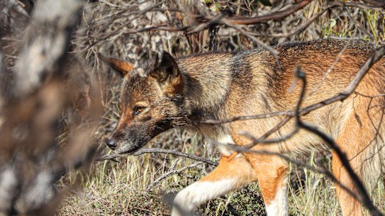 Wilkerr, found in the Big Desert region, are a genetically distinct group of dingoes.