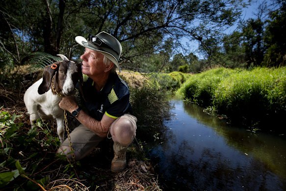 Goats have tended to the banks of the Mullum Mullum Creek in Ringwood since January 25 last year.