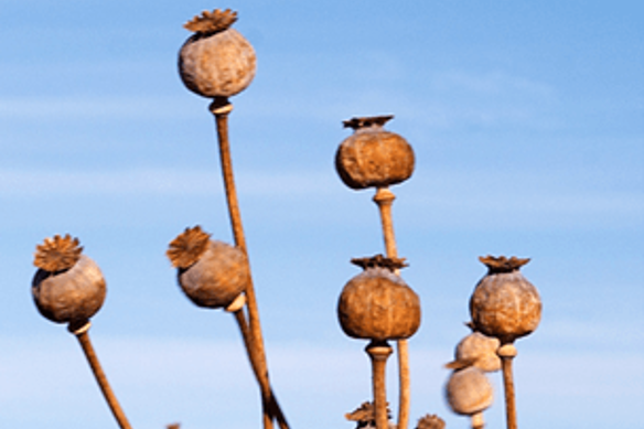 Thousands of alkaloid poppy plants, similar to those pictured, were stolen from a Ballarat area farm in February.