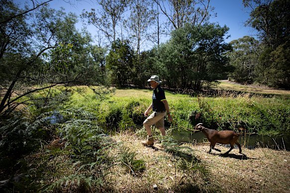 Colin Arnold has a commercial interest  for authorities to continue goat grazing along this section of Mullum Mullum Creek, but argues the practice has broader benefits.