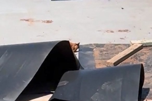 The possum was left stricken, convulsing on the cement below.