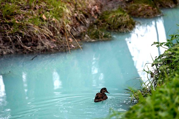 North East Link pollution turned Banyule Creek bright blue last year. 