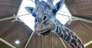 Postmortem reveals Toronto Zoo’s Kiko the giraffe died from cardiac failure