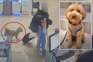Heartless traveler arrested for ditching 2-year-old pup at Harry Reid Airport to board plane