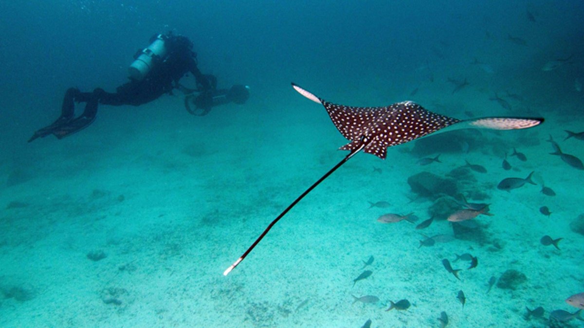 In this May 2013 photo provided by Catlin Seaview Survey, Christophe Bailhache with an SVII camera is escorted underwater by a Spotted Eagle Ray during a survey dive in the Galapagos Islands.