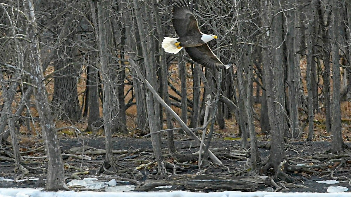 A bald eagle glides above a river near a small island in upstate New York.