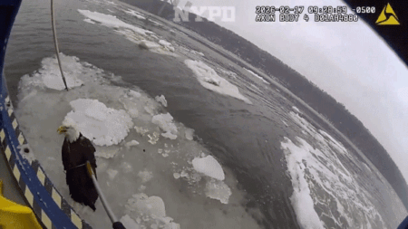 Bald eagle floating on Hudson River ice rescued by NYPD Bald eagle floating on Hudson River ice rescued by NYPD