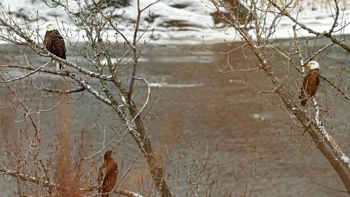 Two adult bald eagles and a juvenile sit on tree branches overlooking a river.