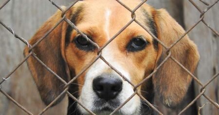 No evidence of ‘secrecy’ over dog testing at London, Ont. hospital: report