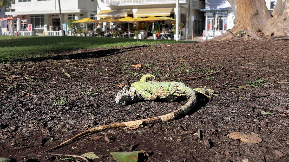 A cold-stunned iguana is on the ground along Ocean Drive in Miami Beach, Florida.