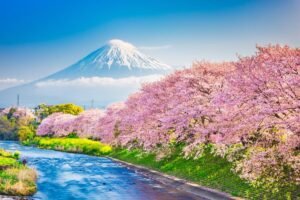 Japan’s iconic cherry blossom festival cancelled over fear of unruly tourists: ‘Citizens are threatened’ Japan’s iconic cherry blossom festival cancelled over fear of unruly tourists: ‘Citizens are threatened’