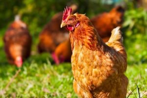 Professor travels with an emotional support chicken: ‘She can understand my emotions’