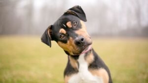 Amazon’s Ring expands AI-powered network to help locate lost dogs