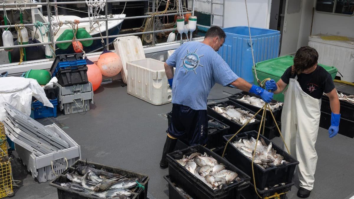 Fishermen unload fish from a commercial fishing boat at the port of New Bedford, Massachusetts.