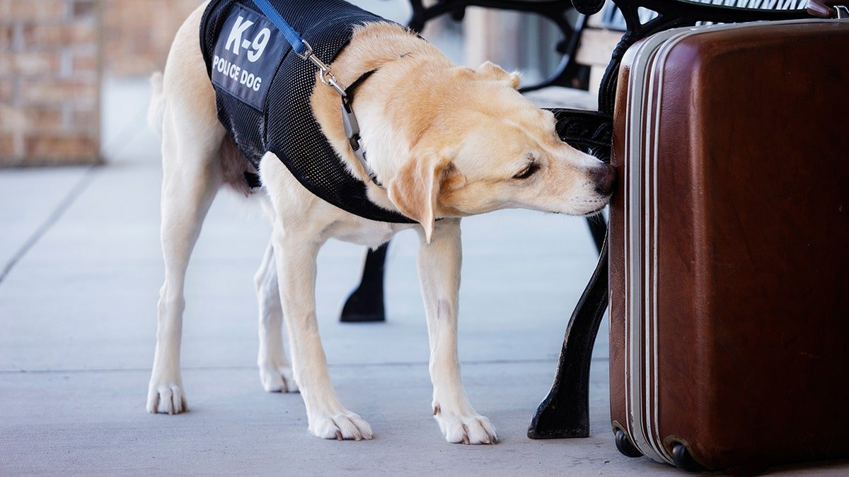 K9 police dog smelling a brown suitcase during airport screenings.