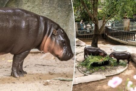 Moo Deng fans concerned over viral pygmy hippo’s shocking living conditions: ‘Really sad to see it like this’ Moo Deng fans concerned over viral pygmy hippo’s shocking living conditions: ‘Really sad to see it like this’