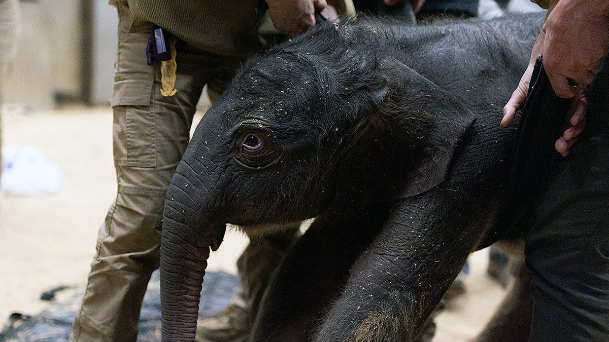 Asian elephant calf born at Smithsonian National Zoo