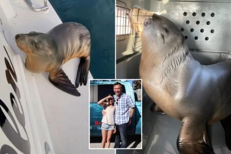 Sick sea lion pup rescued after hitching a ride on family’s boat to SoCal shore