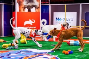 How to watch the Puppy Bowl 2026 for free: Time, livestream, lineups