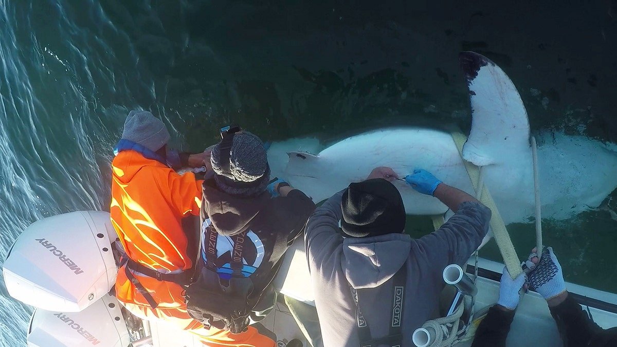 Overhead view of researchers on a boat securing a great white shark alongside the vessel in green ocean water.