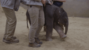 Baby elephant makes historic arrival at Smithsonian’s National Zoo as first birth in nearly 25 years
