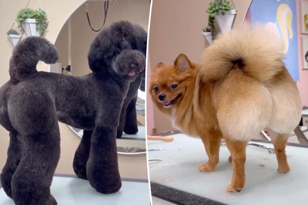 Baby’s got back: Meet groomer behind the BBL craze – for pooches Baby’s got back: Meet groomer behind the BBL craze – for pooches