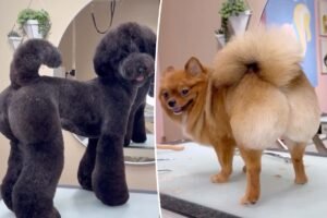 Baby’s got back: Meet groomer behind the BBL craze – for pooches
