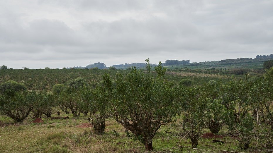 Yerba Mate trees field