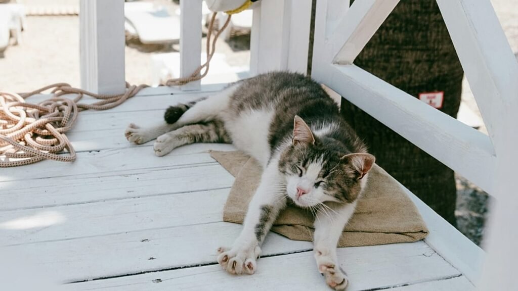 This cruise allows passengers to live onboard – and bring their pets This cruise allows passengers to live onboard – and bring their pets