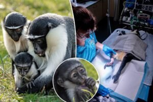 Rare monkey gives birth just months after surgeons perform foot-saving operation