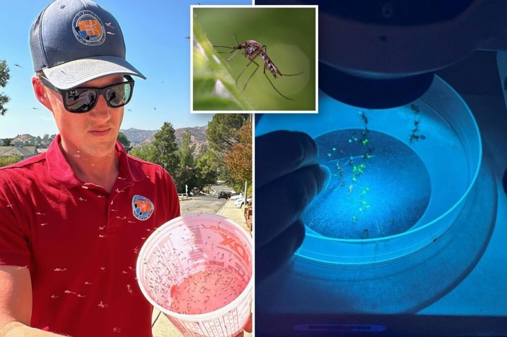 Year-round mosquitos are thriving in LA — and the solution could cost residents