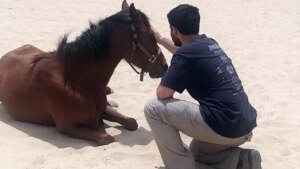 Horses help heal soldiers amid Israel’s mounting PTSD crisis after Oct 7 attacks Horses help heal soldiers amid Israel’s mounting PTSD crisis after Oct 7 attacks