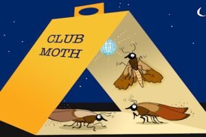 How to end the ever-constant fight against pantry moths