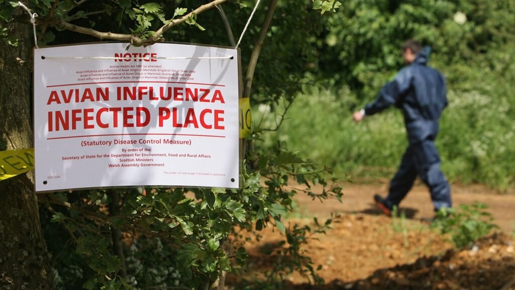 Highway shut down after waste truck carrying dead bird flu ducks crashes in Northern Indiana Highway shut down after waste truck carrying dead bird flu ducks crashes in Northern Indiana