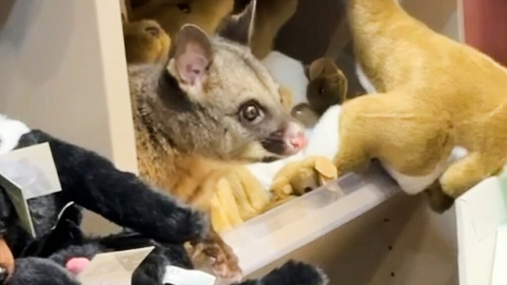Live possum discovered hiding among plush toys in an Australian airport gift shop Live possum discovered hiding among plush toys in an Australian airport gift shop