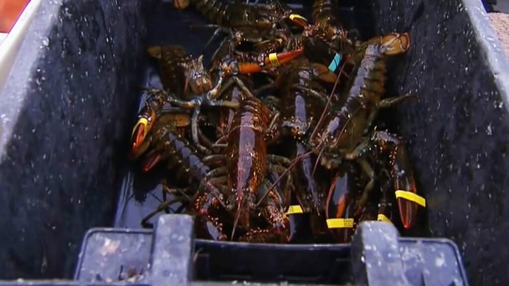 Maine lobster industry hit by harsh winter, falling catch and rising costs Maine lobster industry hit by harsh winter, falling catch and rising costs