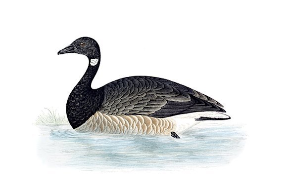 A brant goose: the species has an oil trading benchmark named after it. 