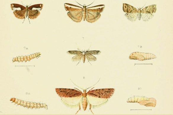 Moths and caterpillars illustrated in George Vernon Hudson’s manual of New Zealand insects, 1892. 