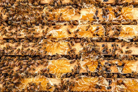 Dr Fernandes took swabs of bacteria and fundi from bee hives at the Tocal Bee Research and Training Centre.