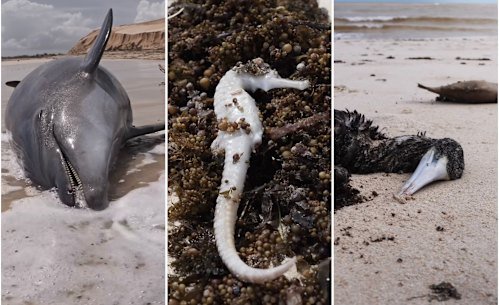 Marine life washed up along the Ningaloo Coast after Tropical Cyclone Narelle.
