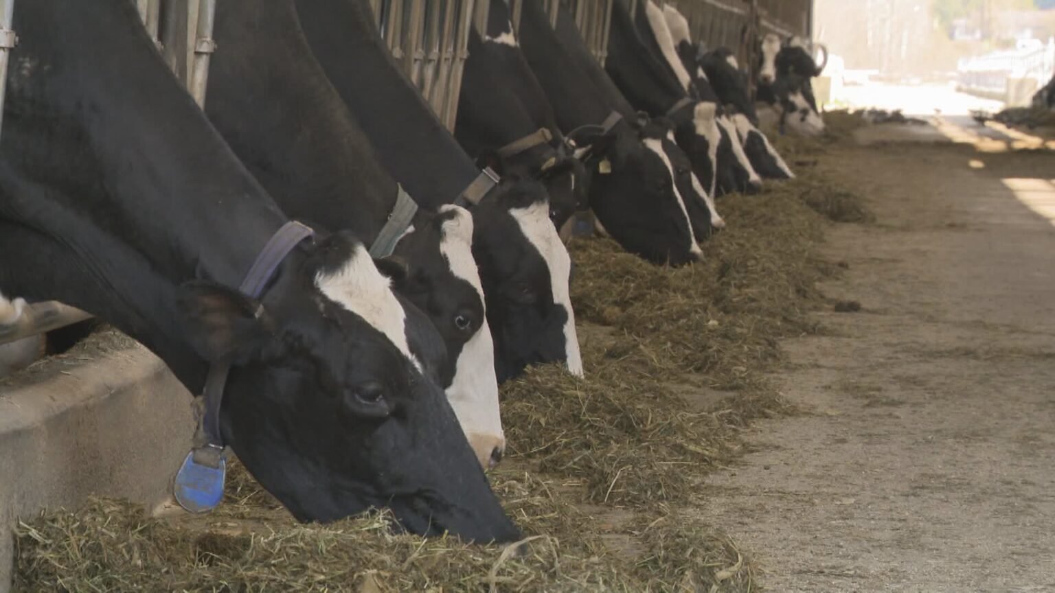 Canadians’ Easter meal to cost more this year as beef prices keep climbing Canadians’ Easter meal to cost more this year as beef prices keep climbing