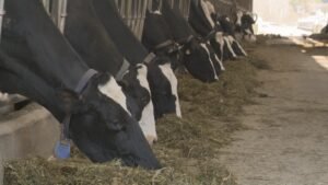 Canadians’ Easter meal to cost more this year as beef prices keep climbing