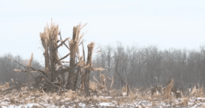 Kingston residents demand halt to Mile Square Forest clear-cutting