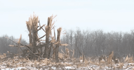 Kingston residents demand halt to Mile Square Forest clear-cutting Kingston residents demand halt to Mile Square Forest clear-cutting