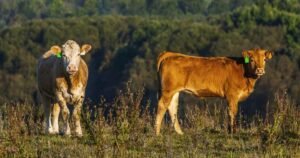 Don’t hunt the cows, OPP warn after cattle break free from trailer