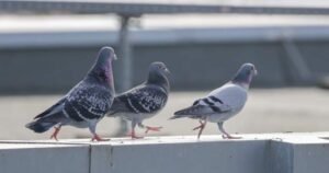Pigeons unlikely the source of backyard defecation in Ontario city, council told