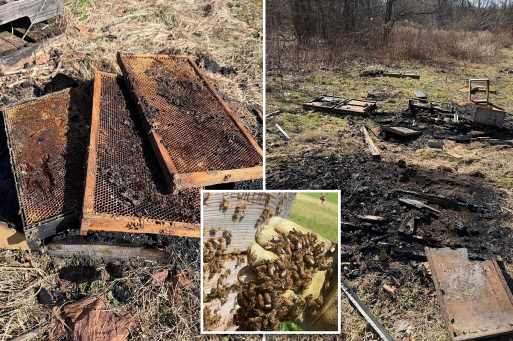 50,000 bees killed in ‘deliberate’ arson of hives at family-owned Pennsylvania farm