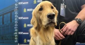 Saskatoon Police Service welcomes new electronic storage detection dog Saskatoon Police Service welcomes new electronic storage detection dog