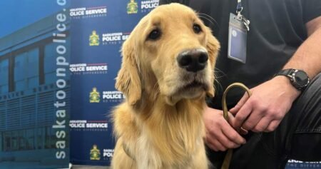 Saskatoon Police Service welcomes new electronic storage detection dog Saskatoon Police Service welcomes new electronic storage detection dog